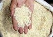ردپای واسطه‌ها در گرانی برنج+ قیمت
